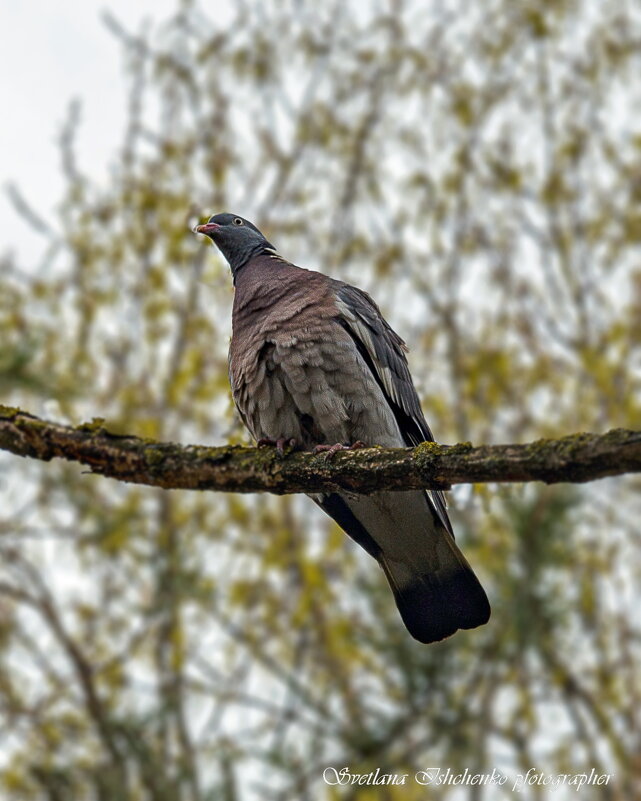 Дикий лесной голубь. - Светлана Ищенко