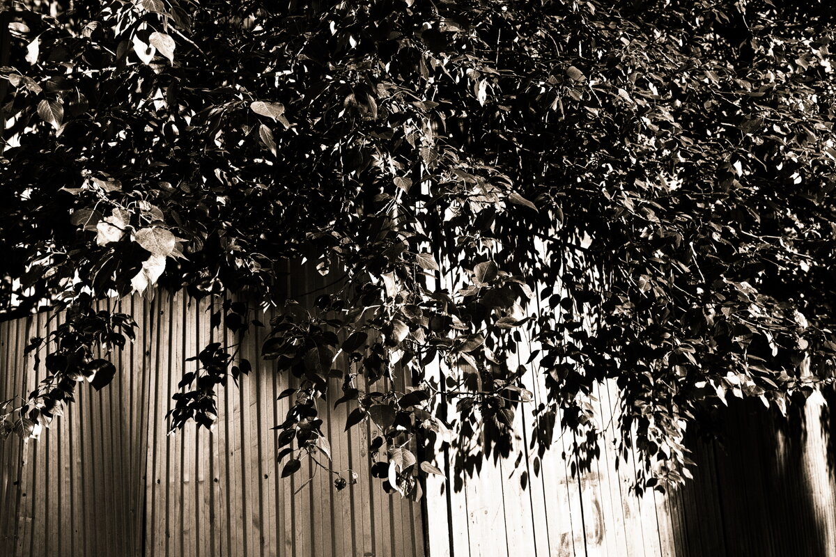 Фотография - Денис Безногов