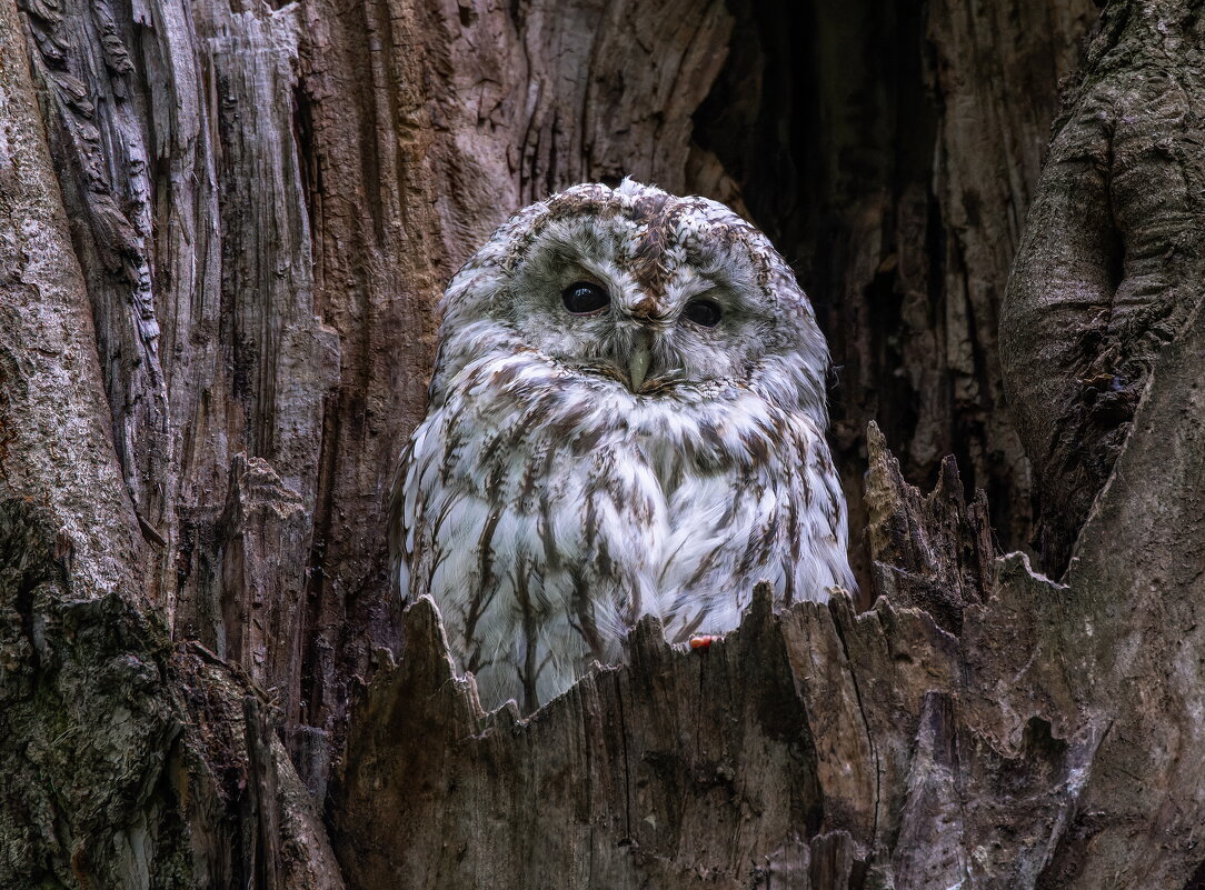 серая неясыть.молодая. - юрий макаров серая неясыть.молодая. - юрий макаров