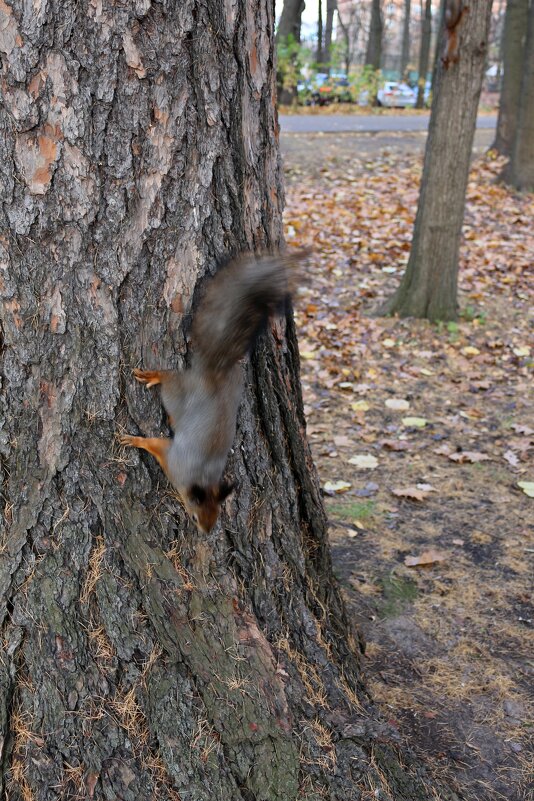 Шустрые белочки - Ольга 