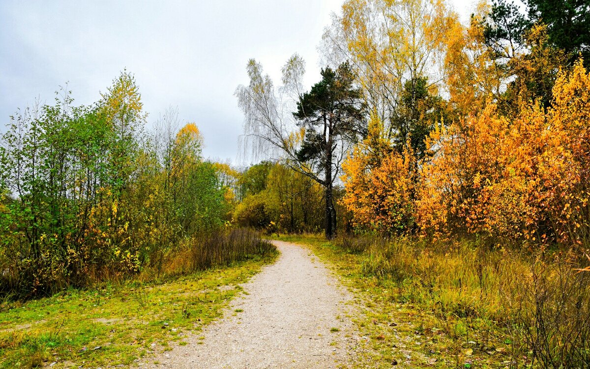 Осень в октябре (репортаж из поездок по области) - Милешкин Владимир Алексеевич 