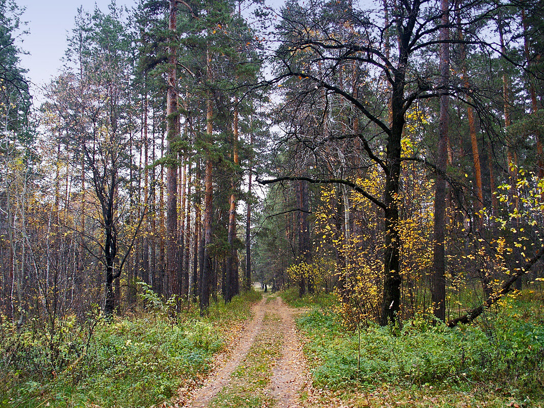 В лесу - MILAV V