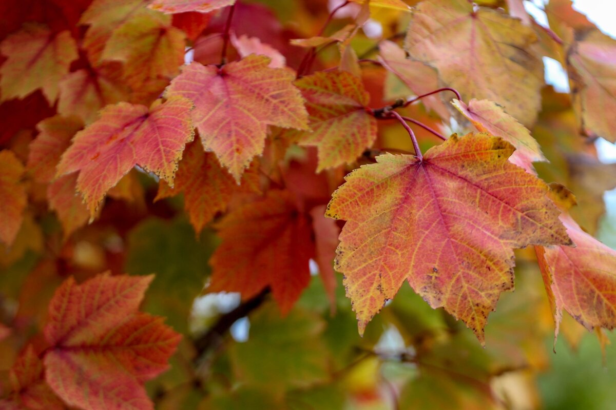 Листья - Оксана Новик 