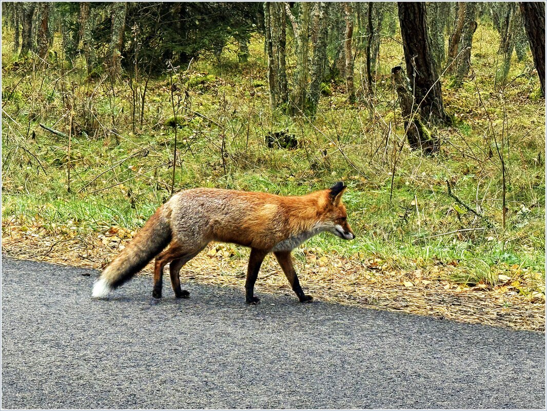 Лис важно переходил дорогу прямо перед нами. - Валерия Комова