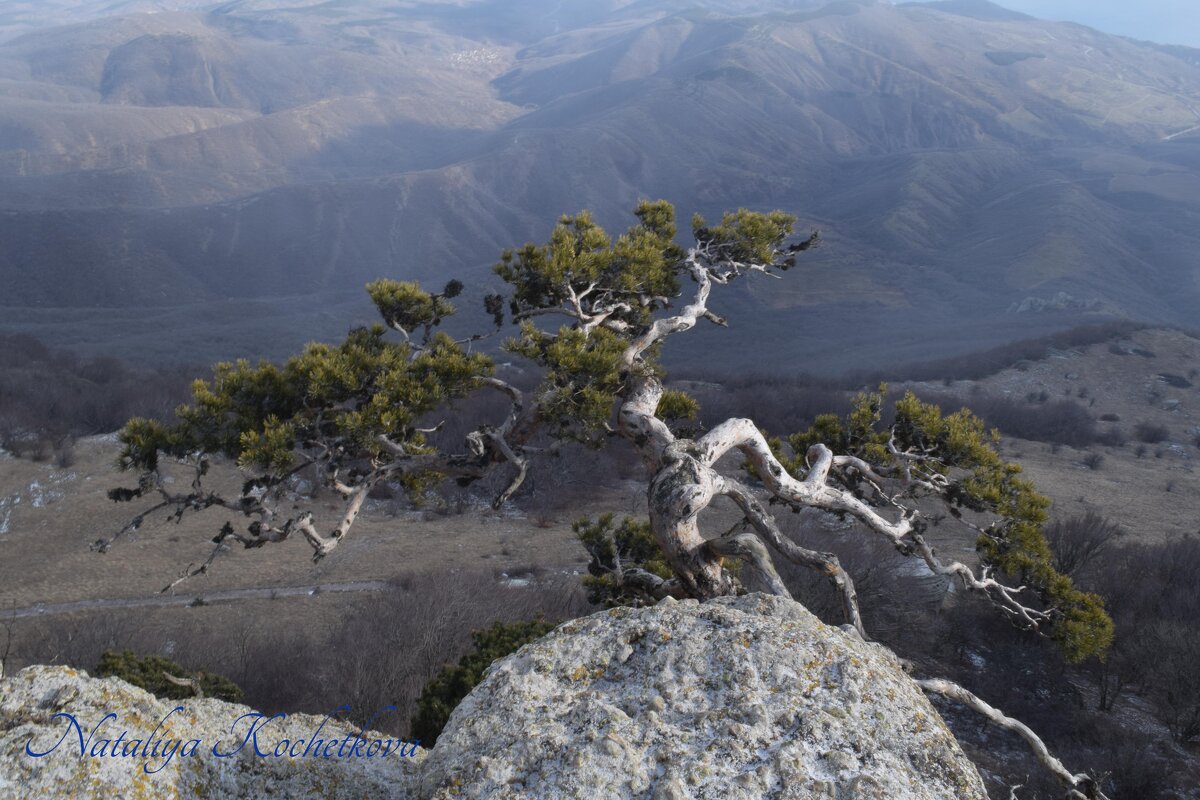Природа Крыма - Amazing Cosmea
