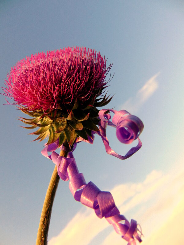 Колючка-модница. - nadyasilyuk Вознюк