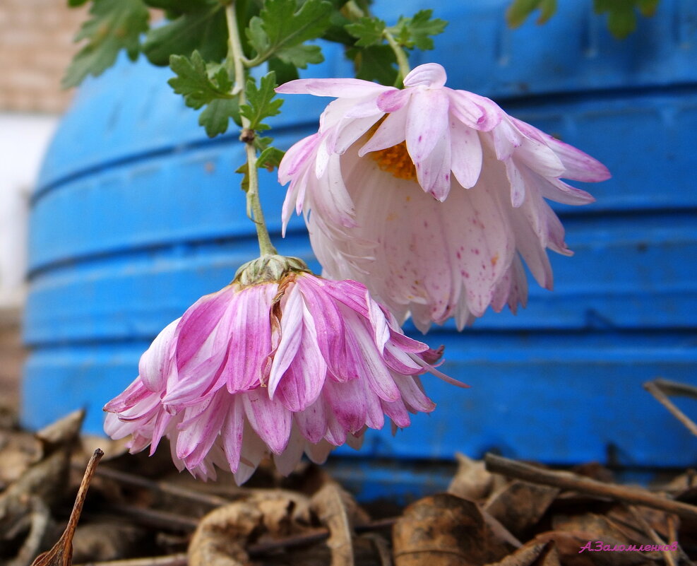 Устав бороться с ноябрём... - Андрей Заломленков