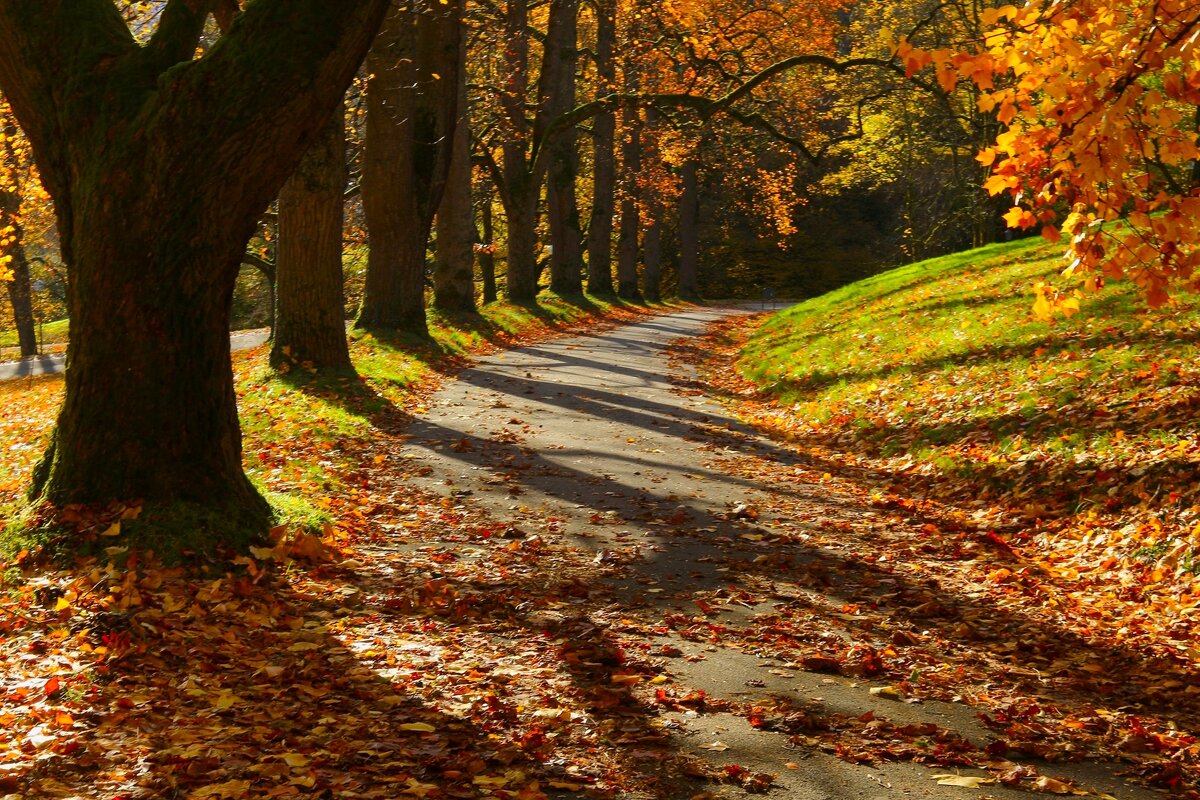 Осенние дорожки - Юрий. Шмаков