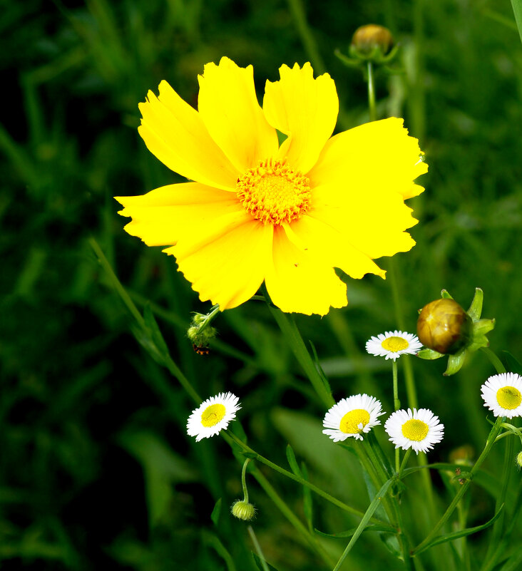 Цветок - Евгений 