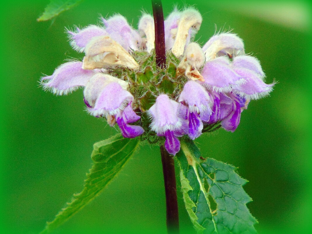 Всего лишь миг из лета. - nadyasilyuk Вознюк Всего лишь миг из лета. - nadyasilyuk Вознюк