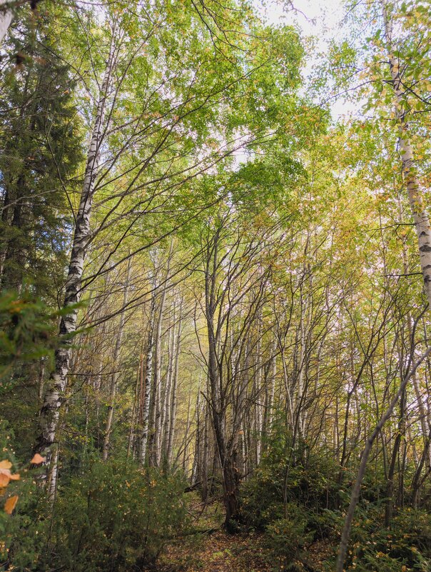 Лесной пейзаж - Анастасия Логинова