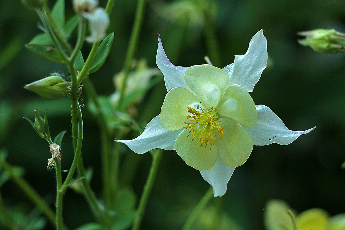 Аквилегия анфас - Светлана Аквилегия анфас - Светлана