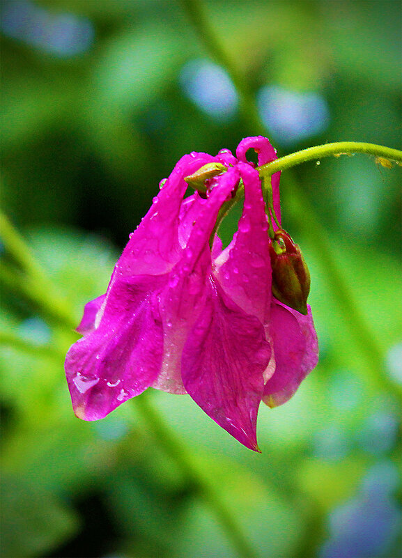 Под дождём - Светлана 