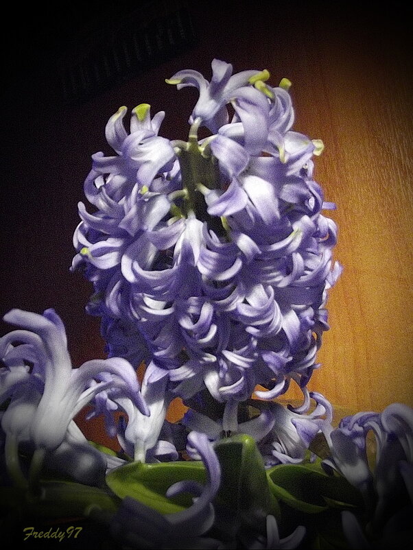 Гиацинт - Freddy 97