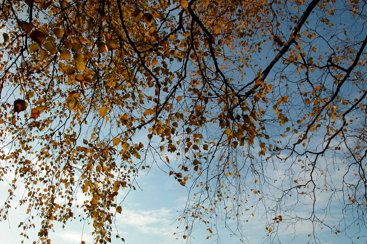 И те уж давно облетели... - Наталья Лунева 