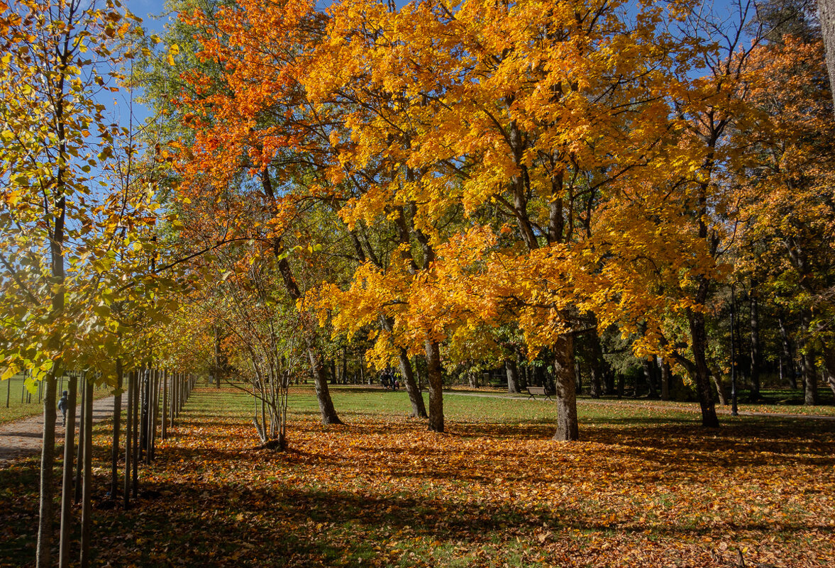 *** - Геннадий Порохов