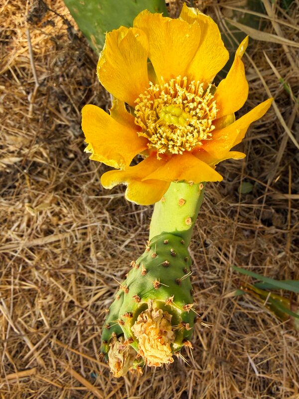 Опунция - Александр Деревяшкин