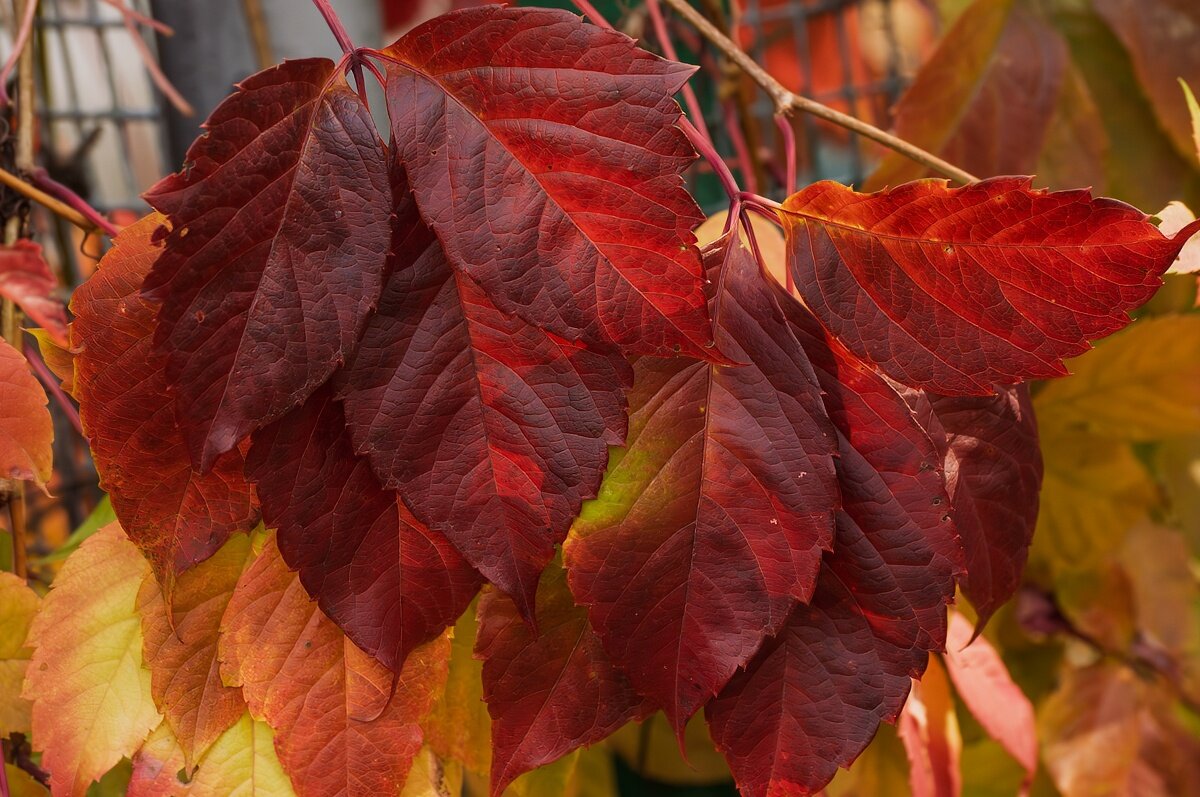 Девичий виноград - Игорь Сикорский Девичий виноград - Игорь Сикорский