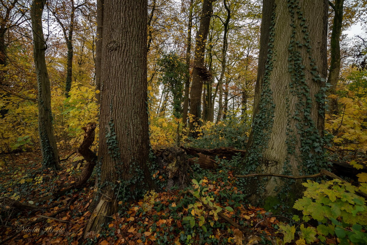 Два дуба... - Николай Гирш