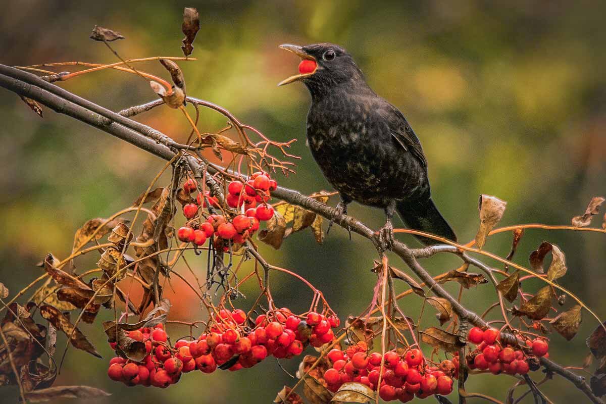 Чёрный дрозд. - Nik Lovec