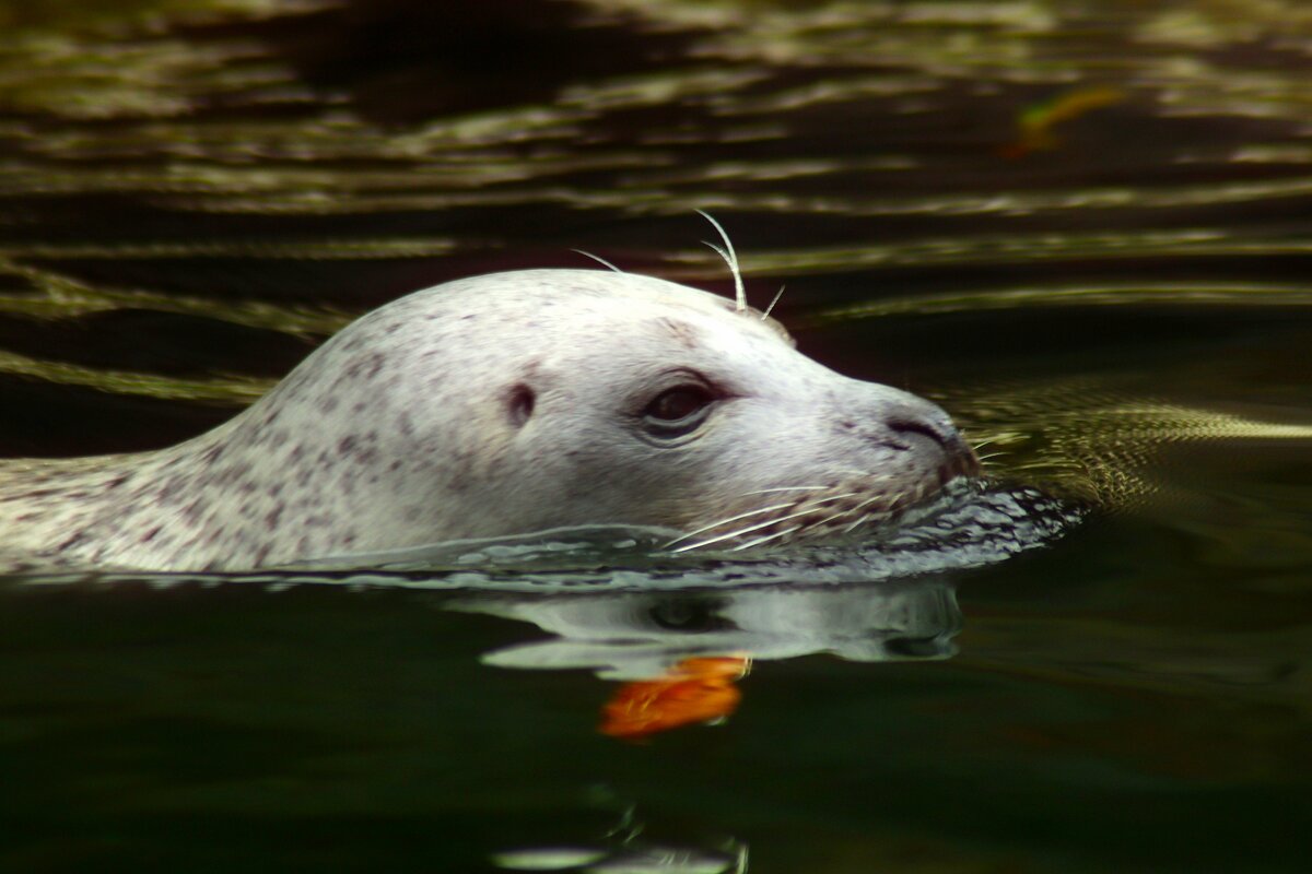 Плывущая в осенней воде - Юрий. Шмаков