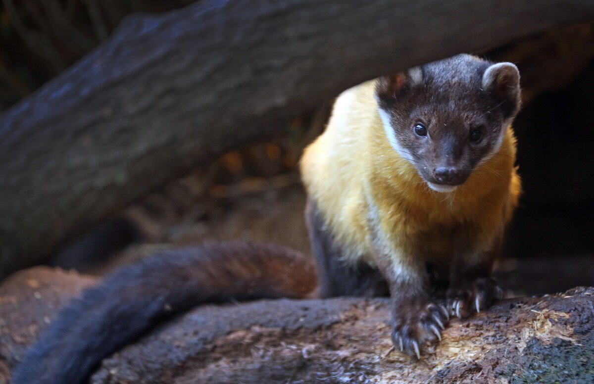 харза - Михаил Бибичков харза - Михаил Бибичков