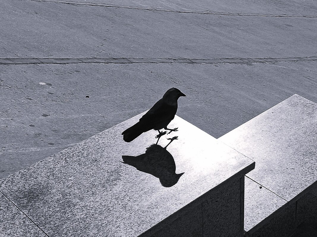 Дичь со своей тенью - svk *