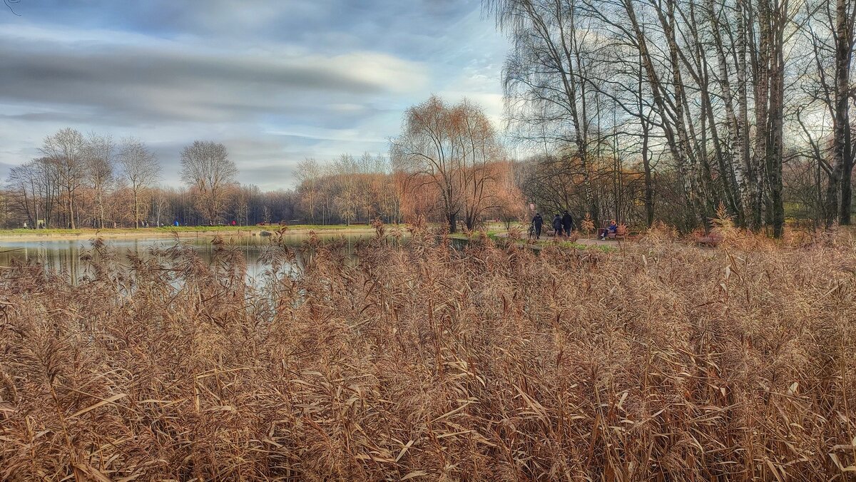 Ноябрь на Терлецких прудах - Наталья Лакомова