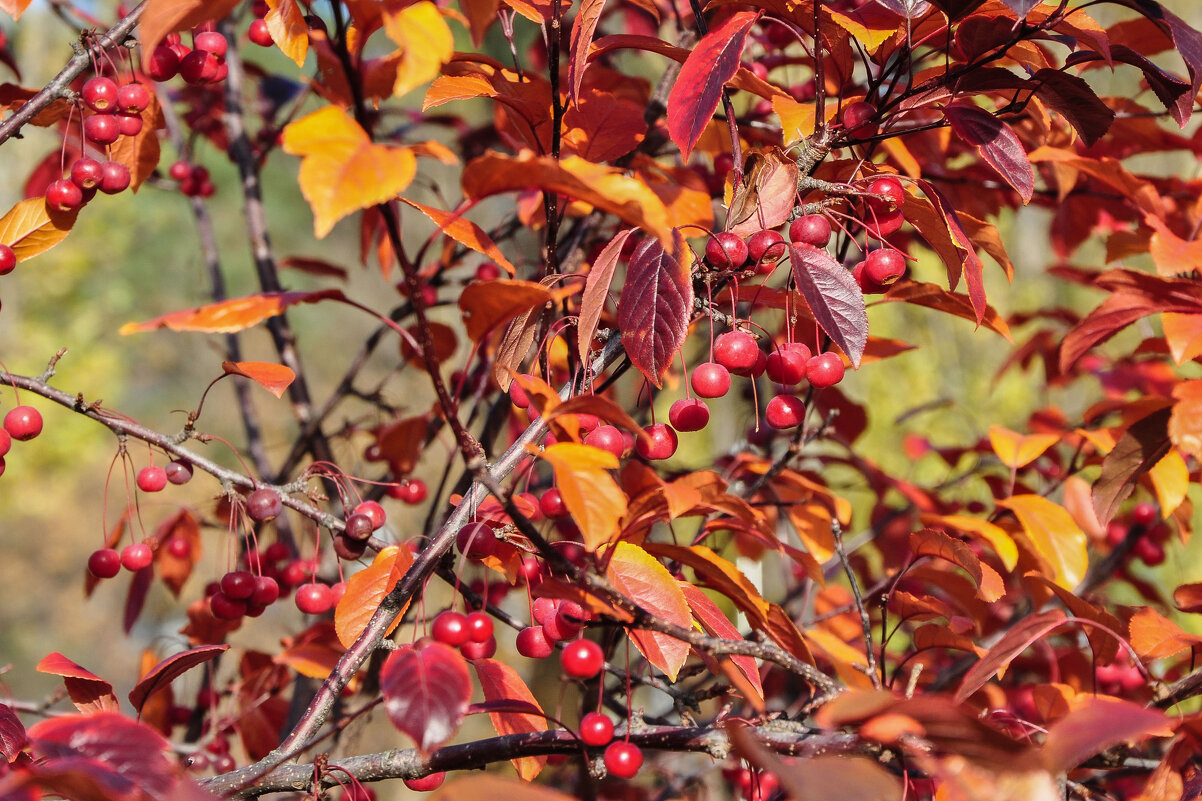 Красота ноября - Татьяна Машошина