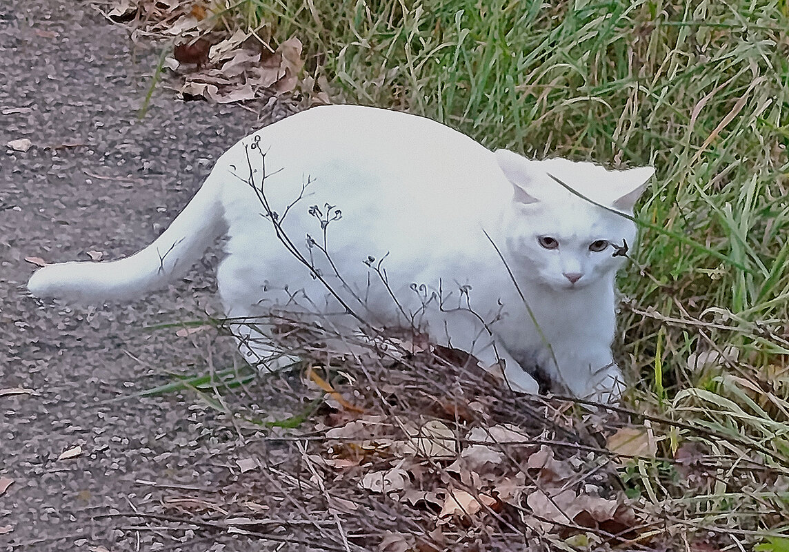 Домашняя красавица на прогулке. - Валентина Нефёдова Домашняя красавица на прогулке. - Валентина Нефёдова