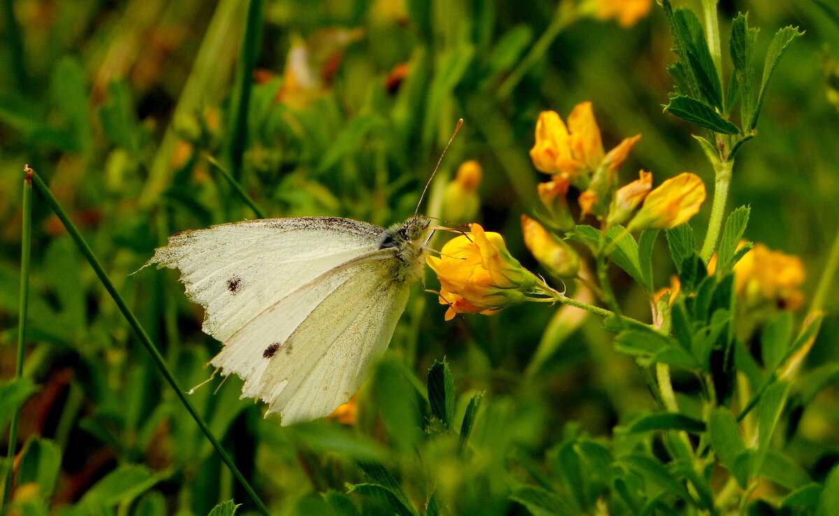 опять про бабочек...32 - Александр Прокудин