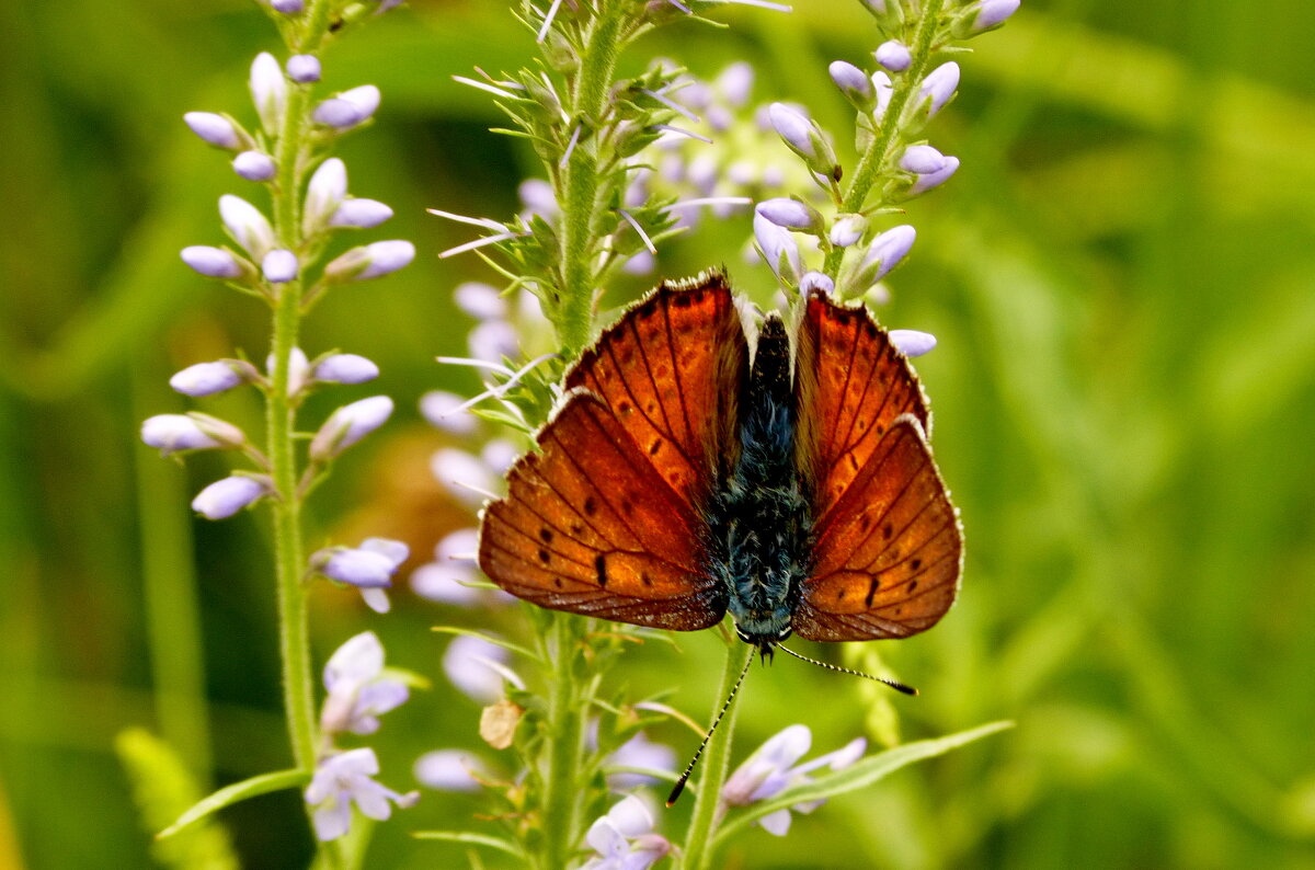 опять про бабочек...35 - Александр Прокудин