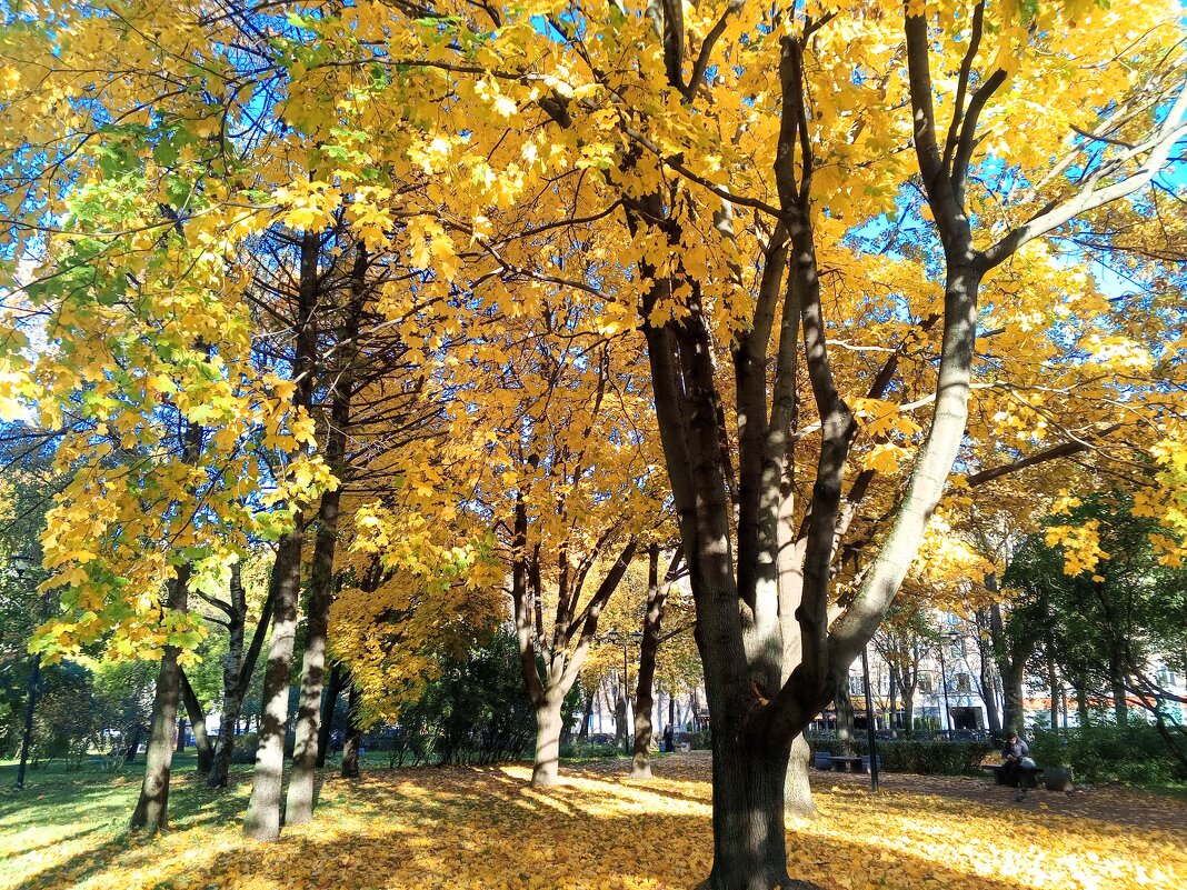 Осень - Сапсан 