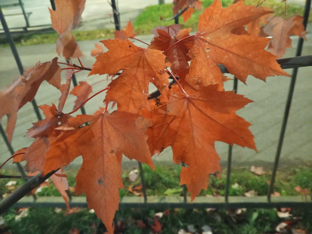 Клён - Сапсан 