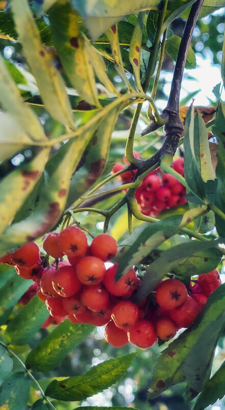 *** - Денис Масленников