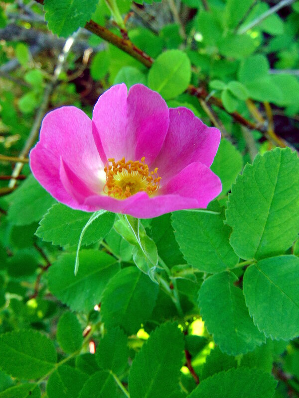 Шиповника цветок. - nadyasilyuk Вознюк Шиповника цветок. - nadyasilyuk Вознюк
