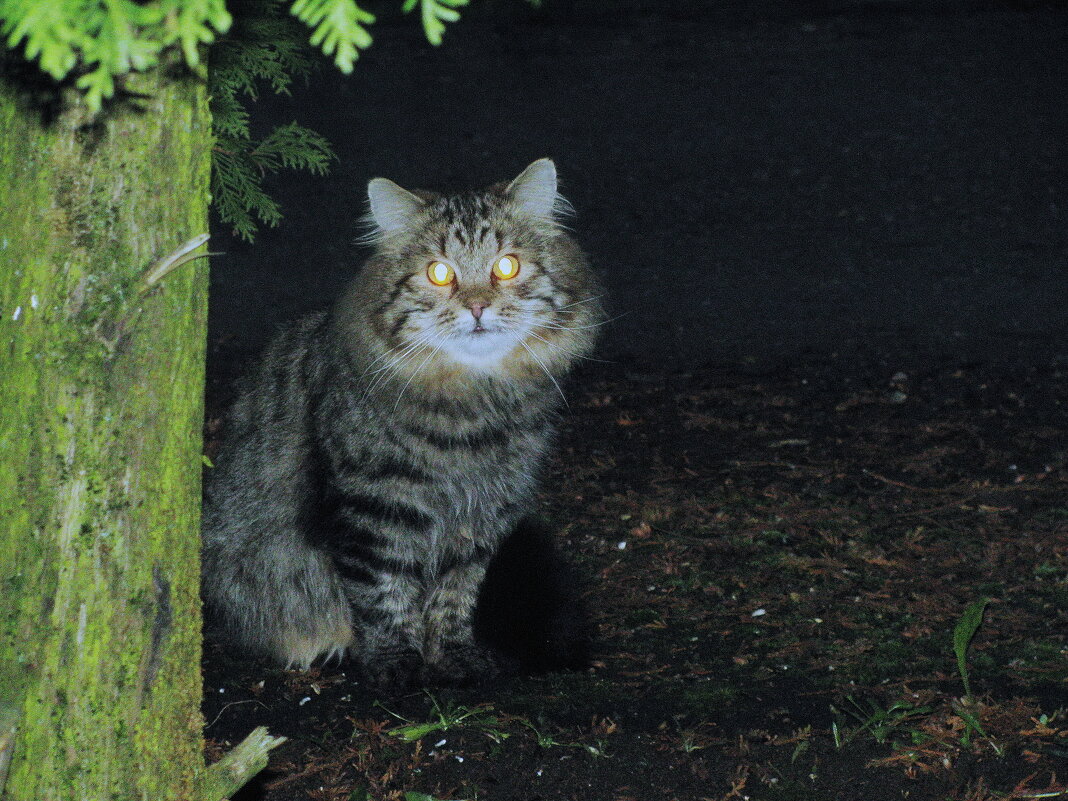 Ранний гость - Людмила Смородинская