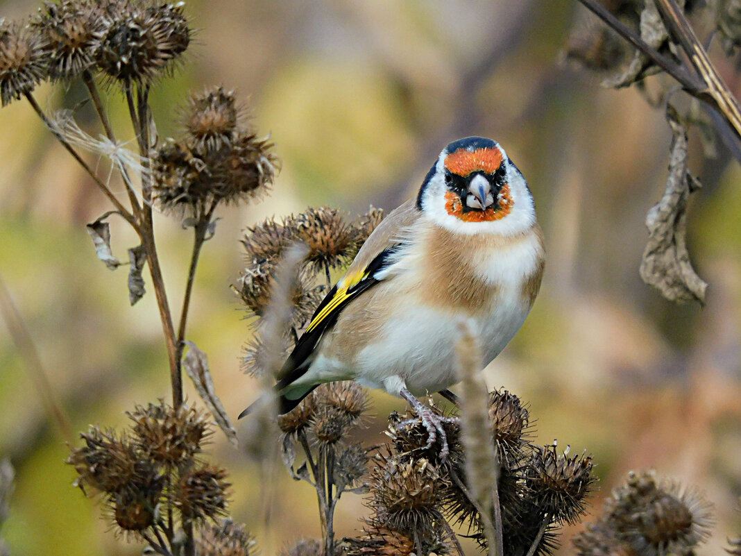 Щегол - Лина 