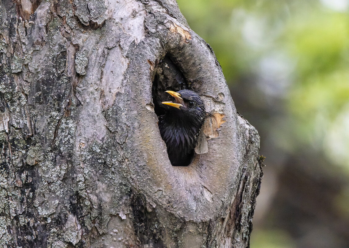 скворец. - юрий макаров