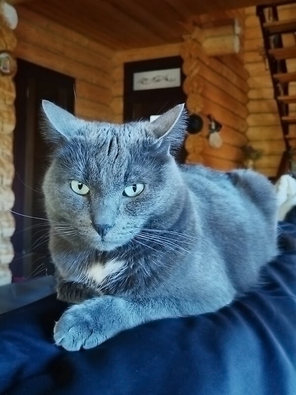 Серьёзный Басик - Ольга Довженко