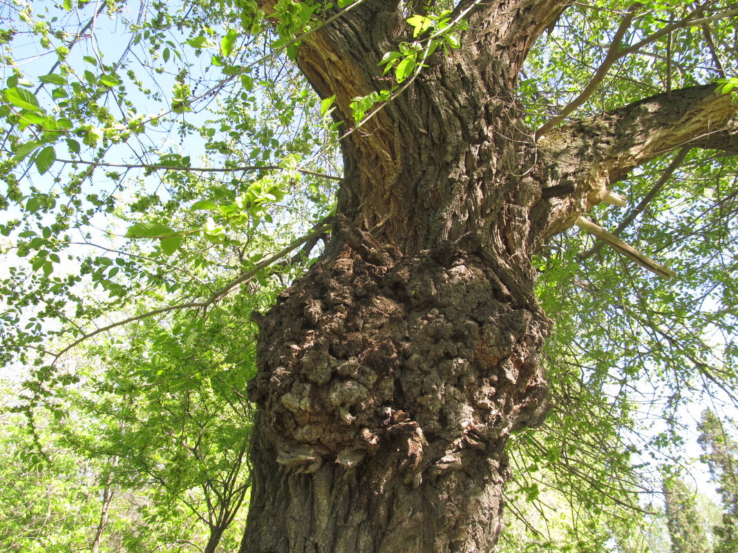 трезубец - Елена Шаламова