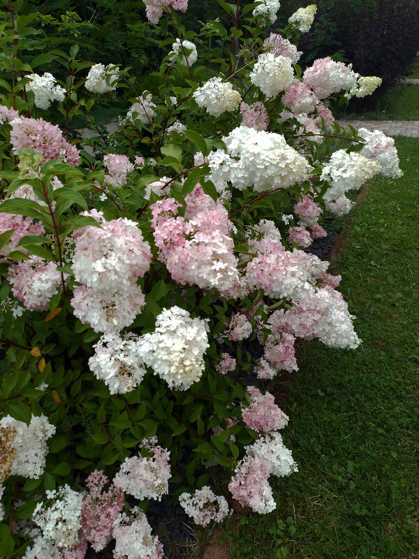 *** - Валентина Береснева