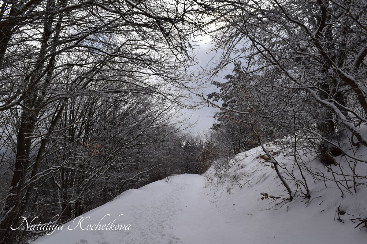 Природа Крыма - Amazing Cosmea