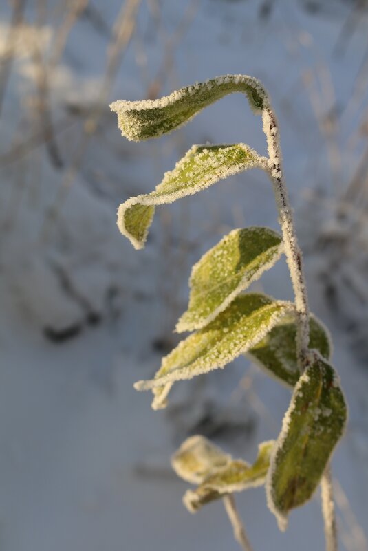 А поутру они проснулись... - Ольга 