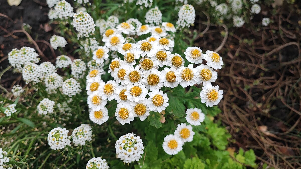 ,,, - Сергей Тимоновский