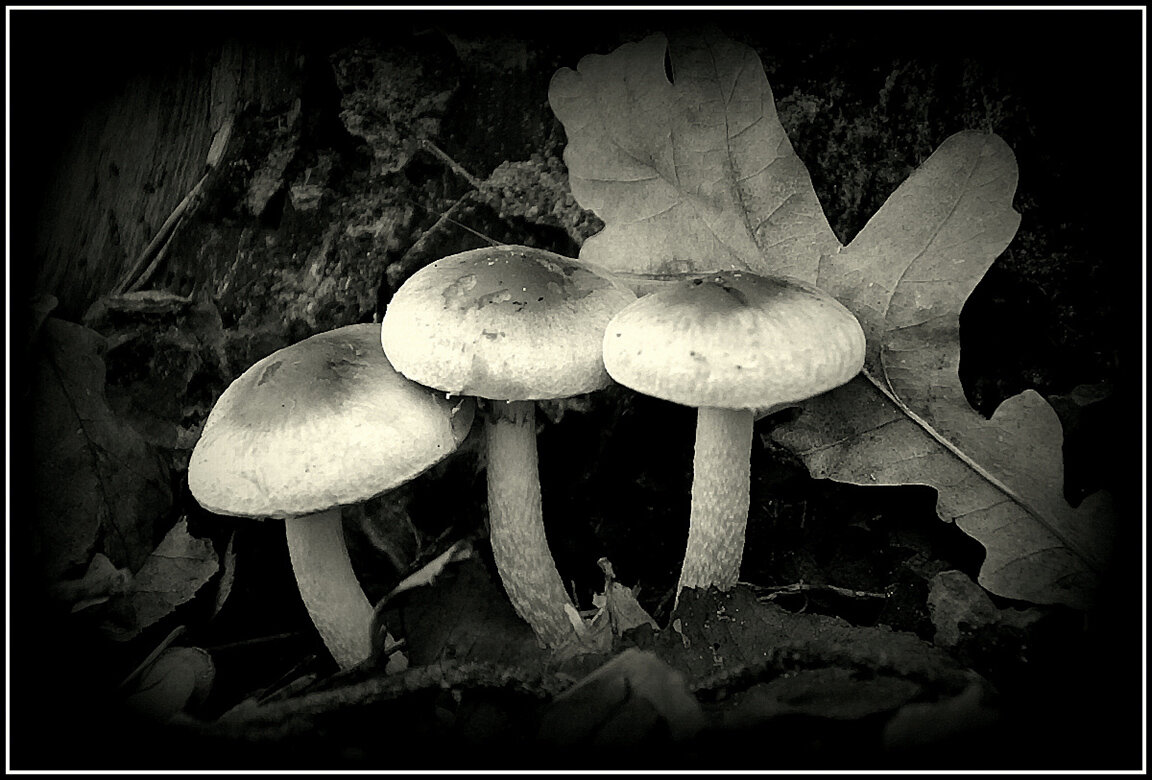 Три богатыря - Aleksandr Gal