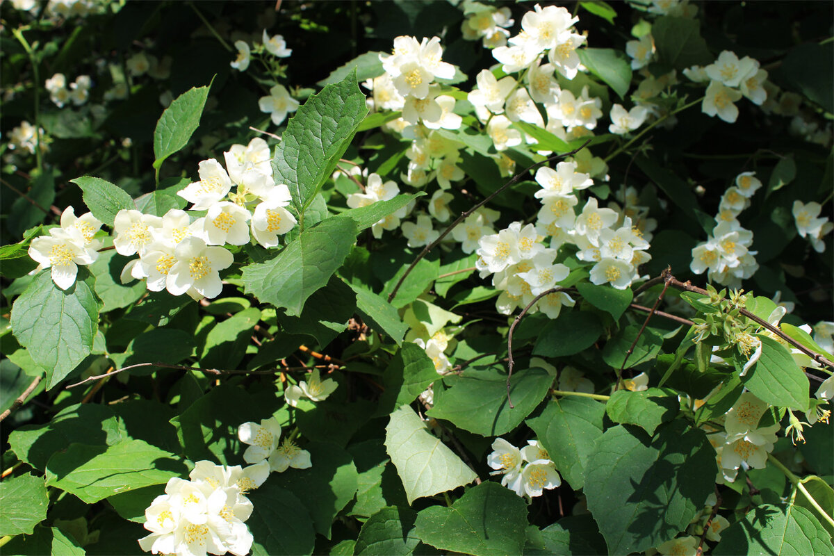 Жасмин - Любовь ***