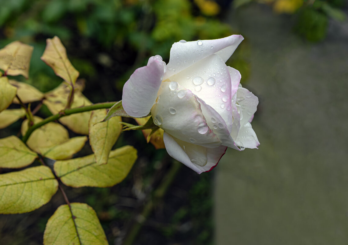 Что там, за углом? Наверное, Осень... - Валерий Басыров Что там, за углом? Наверное, Осень... - Валерий Басыров