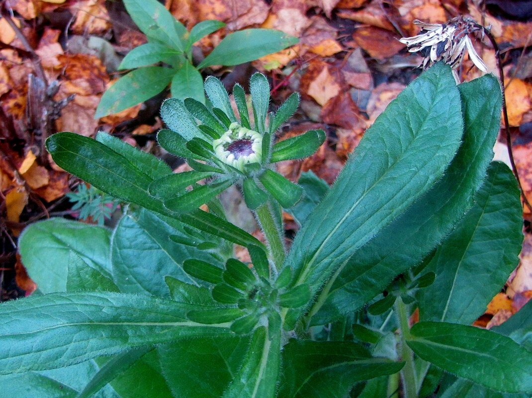 ..   из серии"цветы запоздалые"..... - galalog galalog