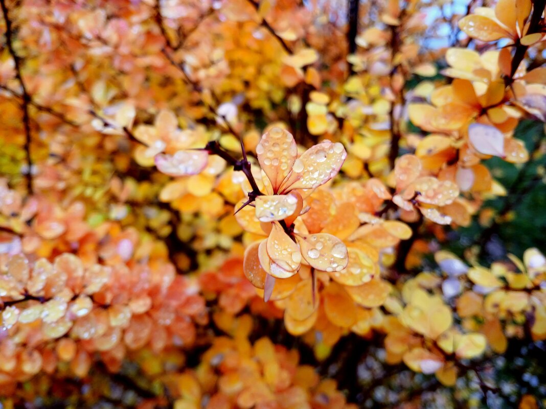 Кркаски ноября. - Лия ☼ Кркаски ноября. - Лия ☼